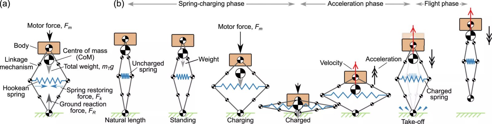Bu robot diğerlerinden daha yükseğe zıplayabiliyor ve bir gün gezegenleri keşfetmek için kullanılabilir 1 bu robot digerlerinden daha yuksege ziplayabiliyor ve bir gun gezegenleri kesfetmek icin kullanilabilir 0 QU1mwmJY