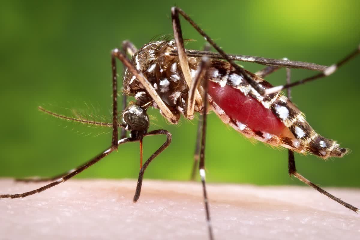 dronelar floridanin sivrisinek sorununa karsi isiriyor 0 ZRySzaY7
