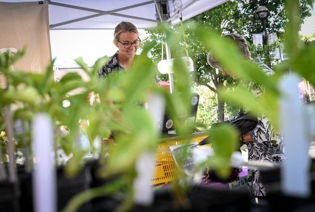Emmy Bender, co-owner of Off Beet Farm, sells produce during the Boulder Farmers Market in Boulder on Wednesday, May 29, 2024. (Photo by AAron Ontiveroz/The Denver Post)