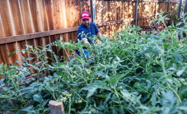 Sahte vaatlerle Florida bir yıl önce göçmenleri Sacramento'ya gönderdi. Şimdi neredeler? 2 Jose Castellanos checks on his tomato plants in Sacramento earlier this month. (Hector Amezcua/The Sacramento Bee/TNS)